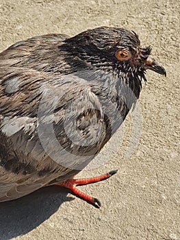 How to keep pigeons out of house. Breathing dust or water droplets contain contaminated droppingsÂ can lead diseases.
